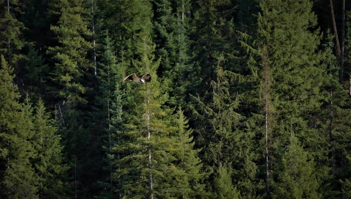 Hawk Midair