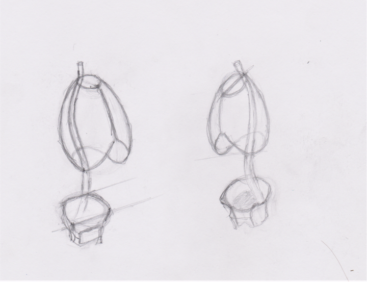 The Pelvic girdle, spine, and rib cage