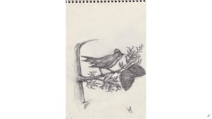 Blue Jay