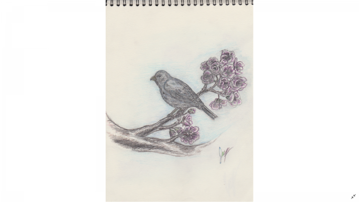 Random drawing of a bird