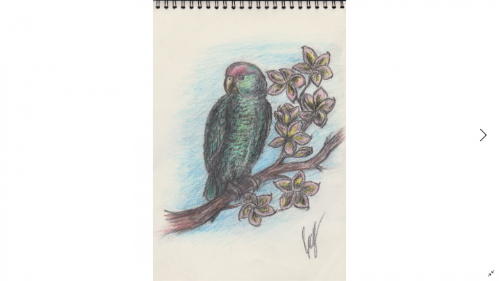 Parot drawing