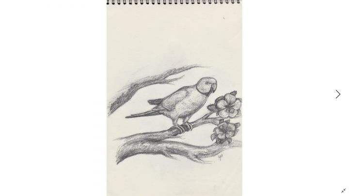 Parot drawing