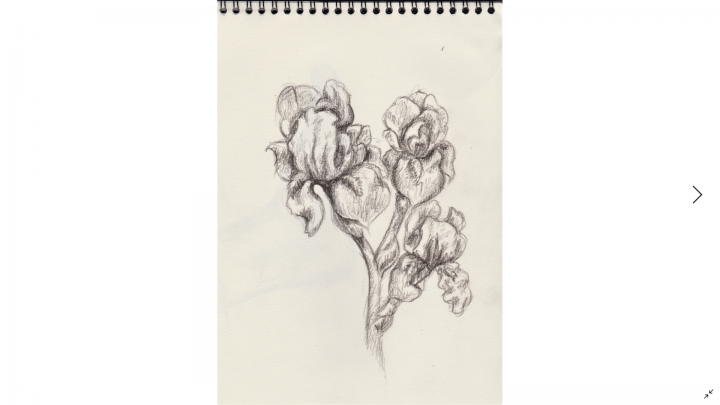Iris Sketch