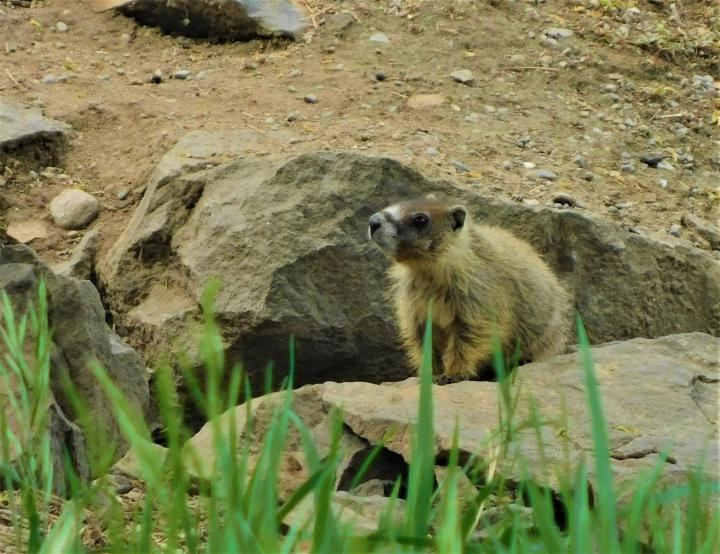 Baby Groundhog watches
