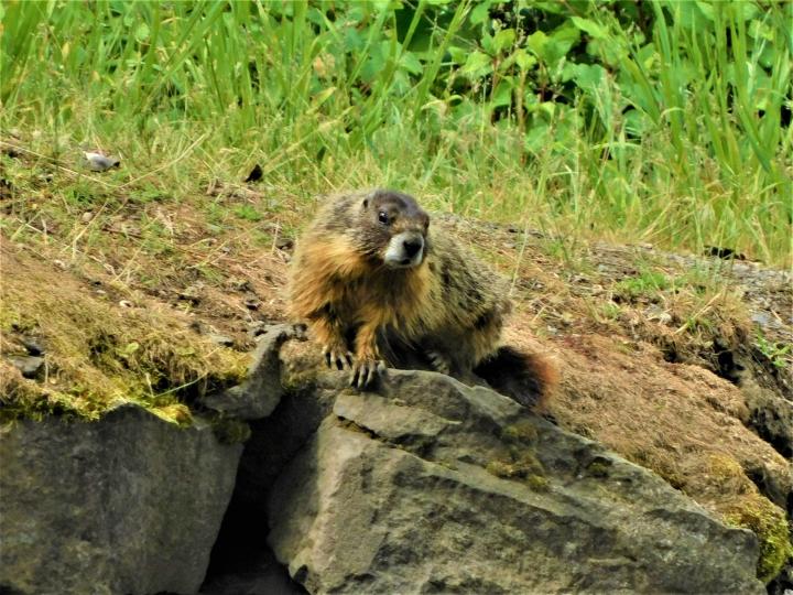 Mother Groundhog Looks Around