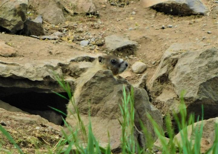 Baby Groundhog Hides