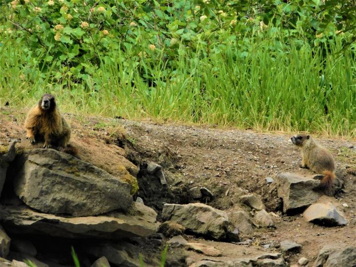 Groundhogs