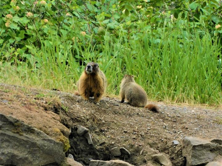 Mother and Baby Groundhog