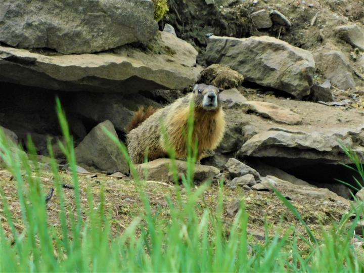 Mother Groundhog on Guard