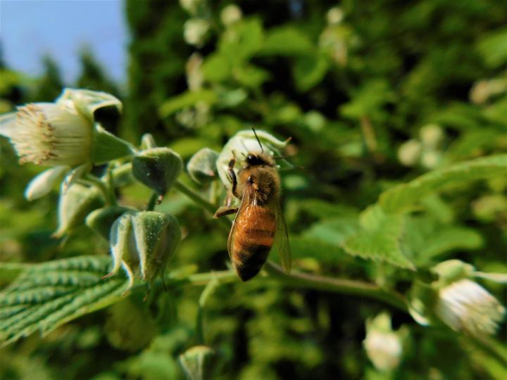 Polinating Bee
