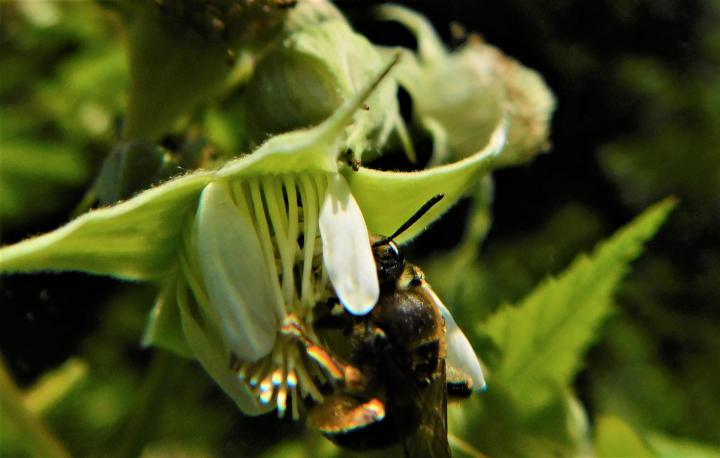 Up Close and Pollinating