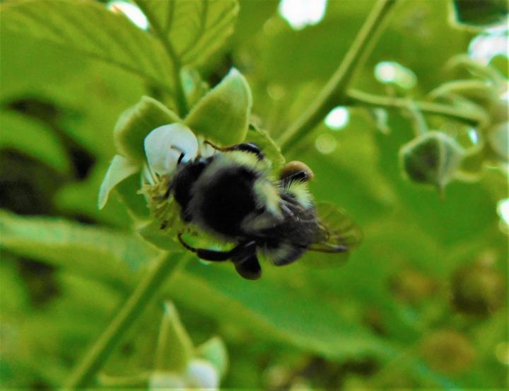 Bumble Bee