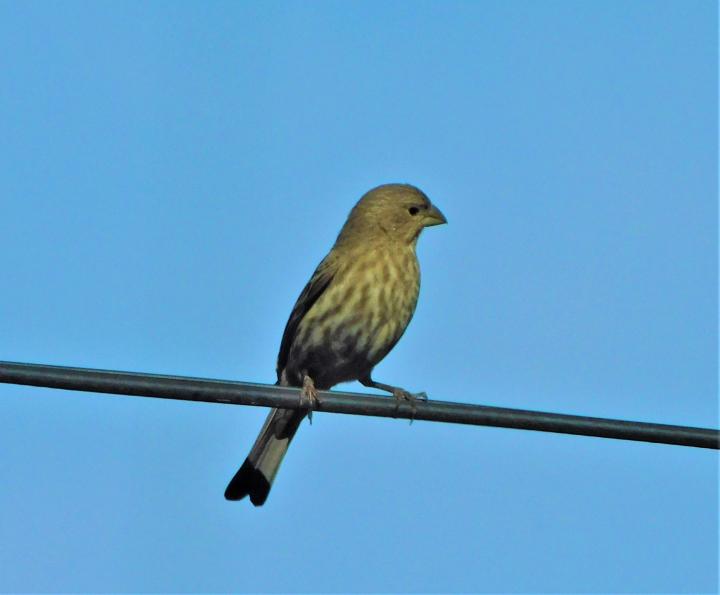 On the Wire 2