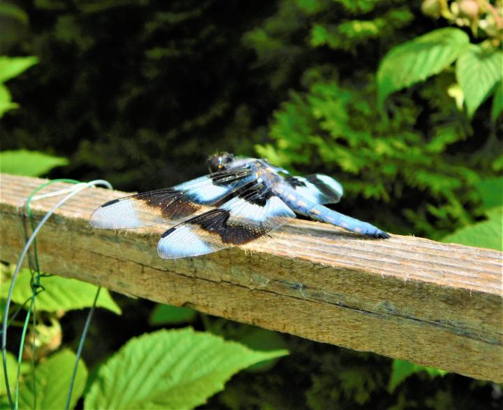 Dragon Fly