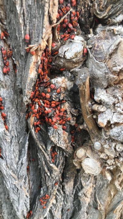 FireBugs