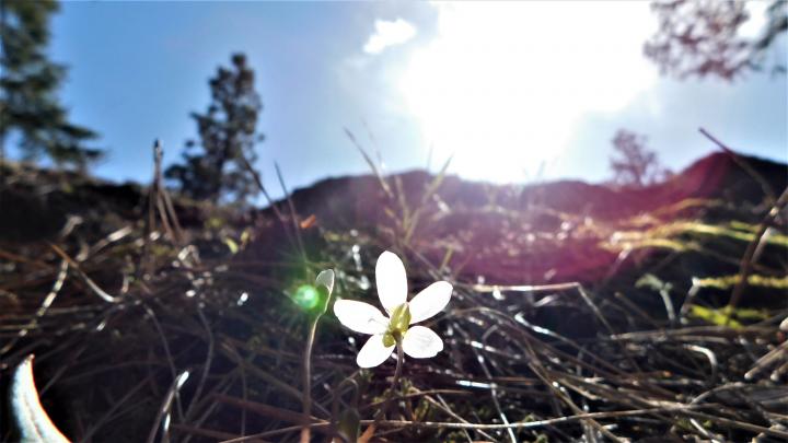 Flower in the sun.