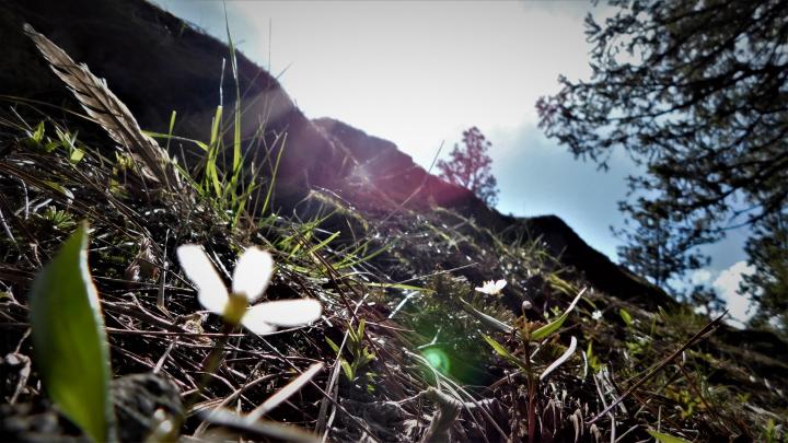 Mountainside Meadow