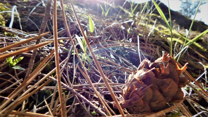 Pinecone