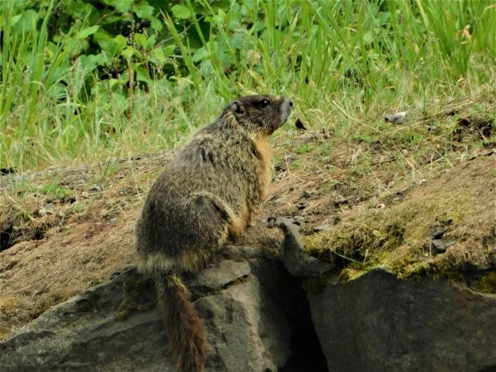 Mother Groundhog on Watch