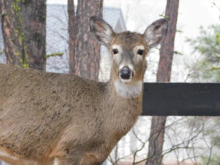 Deer 1