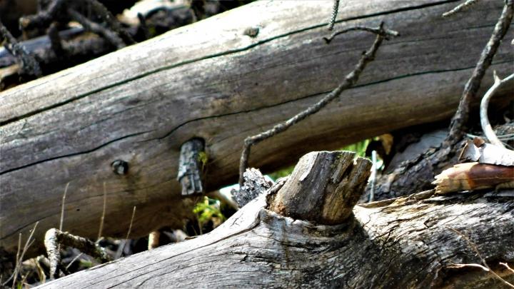 Logs