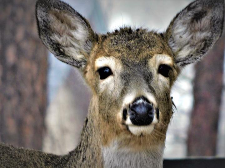 Deer2