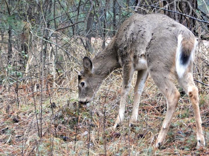 Deer3