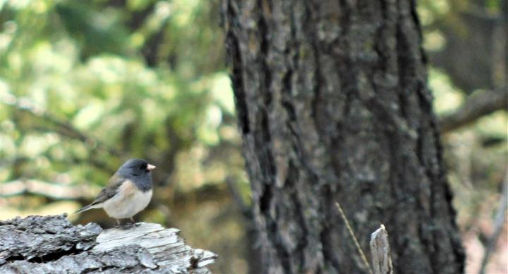 Chubby bird 
