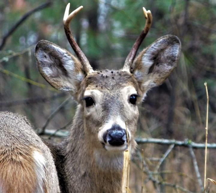 Deer4
