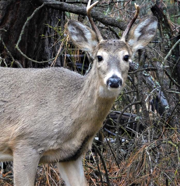 Deer5