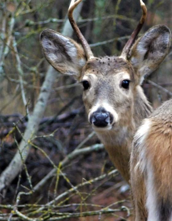 Deer6