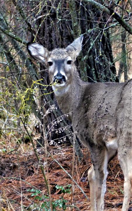 Deer7