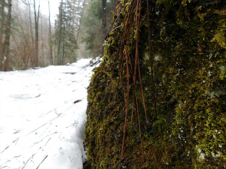 Trail4