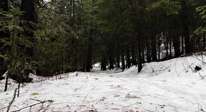 Trail5