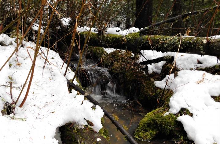 Brook 1