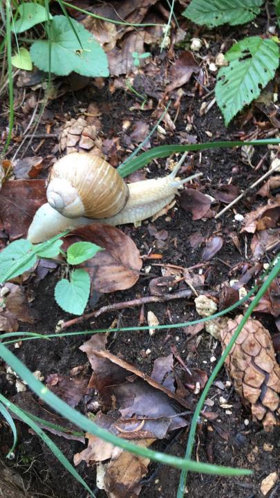 Snail