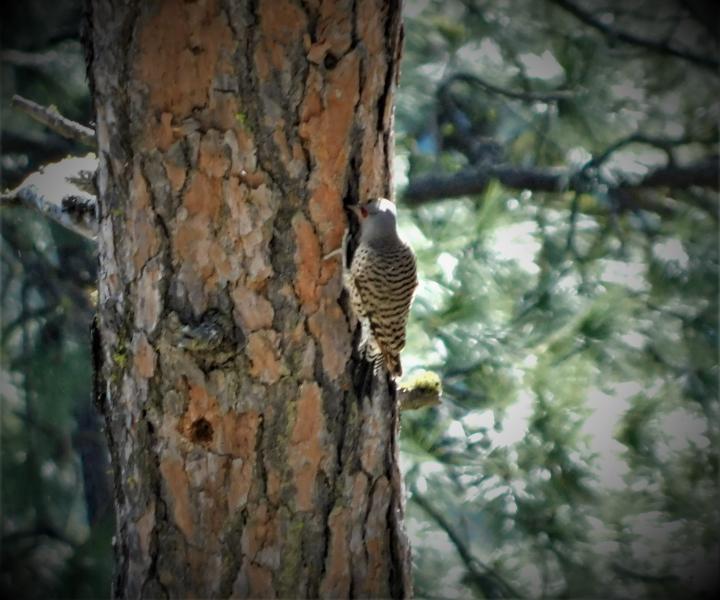 Wood Pecker