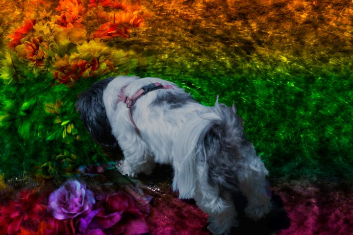 Smell the Flowers