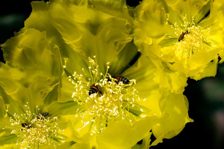 Busy Bees