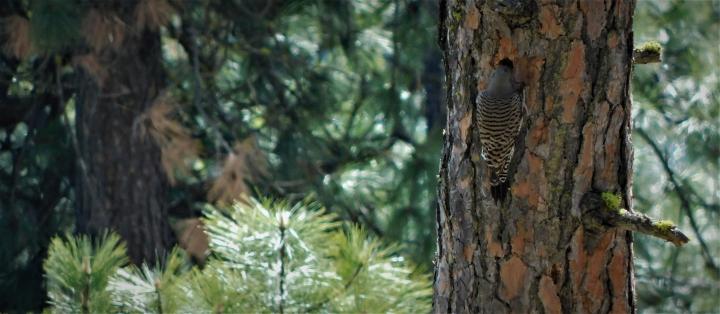 Wood Pecker
