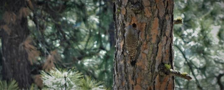 Wood Pecker