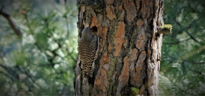 Wood Pecker