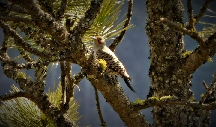 Wood Pecker